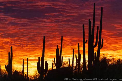 Sonoran Desert Sunset Tucson Arizona Ron Niebrugge Photography