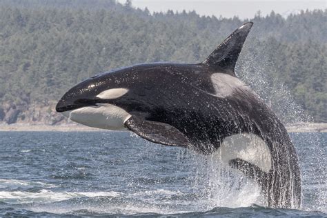 Vancouver Island Whale Watch Nanaimo Vancouver Bc