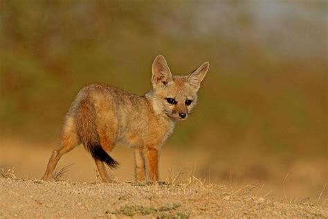 Bengal Fox Alchetron The Free Social Encyclopedia