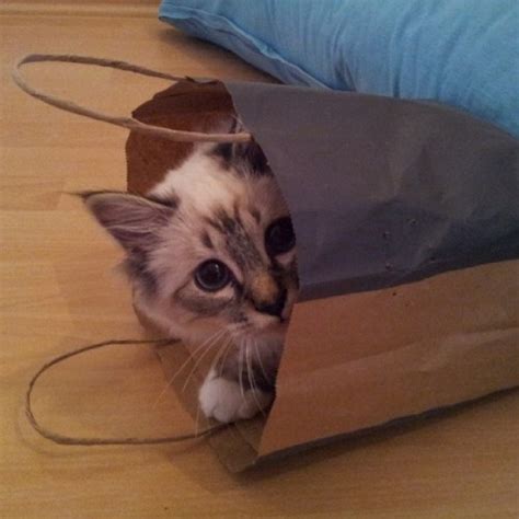 Photo Op Kitten In A Bag Via Bangbangkitty81