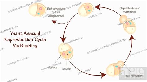 Asexual Reproduction Cycle Of Yeast Via Budding Stock Vector Vector