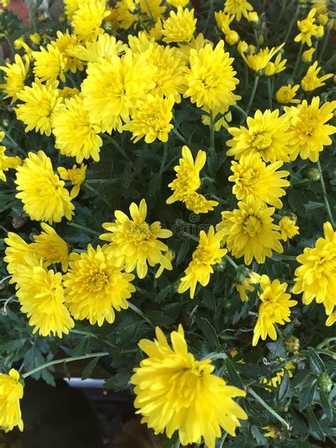 Beautiful Yellow Mums A Traditional Fall Flower Stock Photo Image Of
