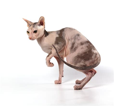 5 Hairless Cat Breeds You Might Not Know About