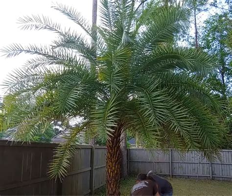 How To Move A Large Palm Without Killing It With Pictures