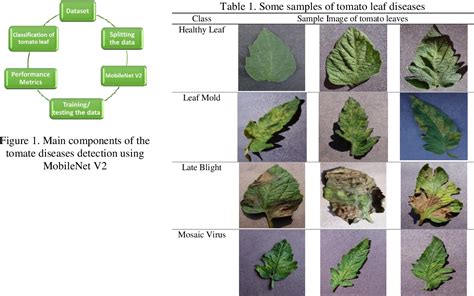 Figure 1 From Classification Of Tomato Leaf Diseases Using Mobilenet V2