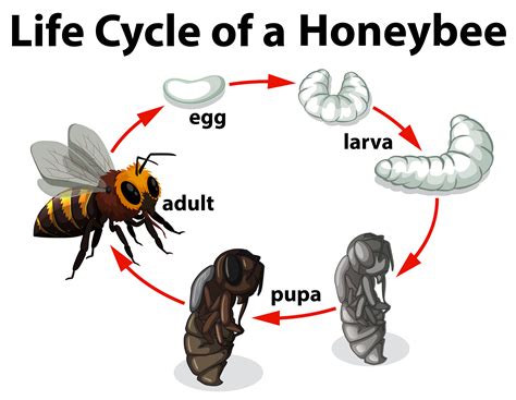 Life Cycle Of A Honeybee 296715 Vector Art At Vecteezy