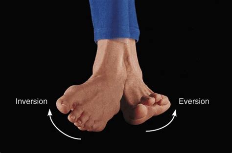 Foot Anatomy And Biomechanics Foot And Ankle Orthobullets