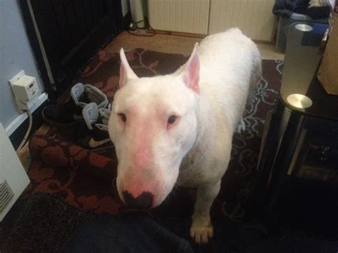 Skin Problems Strictly Bull Terriers