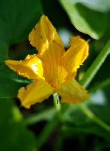 Knowing the difference helps with hand female zucchini flowers tend to stay closer to the base of the stem. How To Tell The Difference Between Male And Female Squash ...