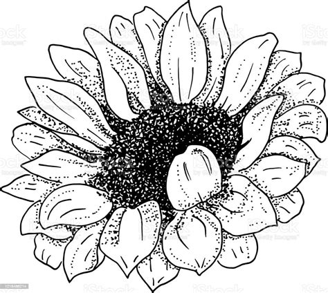 Vector Sunflower Black And White Ink Drawing Isolated On A White