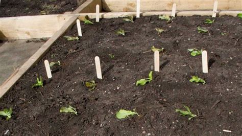 3 Common Garden Planning Mistakes And How To Avoid Them Veggie