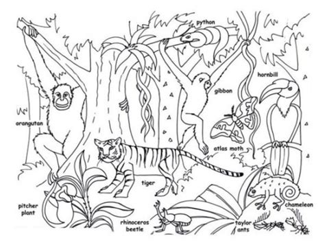 Rainforest Coloring Pages Coloring Pages