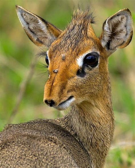 Dik Dik A Small Antelope Of Genus Madoqua That Lives In Eastern Africa