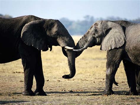 Descubre 25 Curiosidades Sobre Los Elefantes Upsocl
