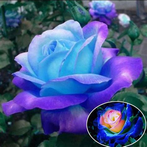 Ultrey Seed House Blue Rose Seeds Flower Seedsmost Beautiful Rose In