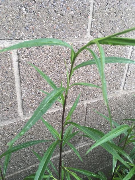 Tall Weed W Dark Single Stem And Slender Leaves In The Plant Id Forum