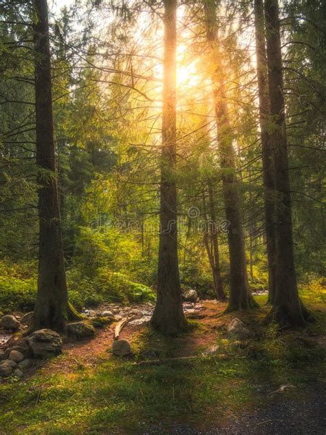 Forest Scenery With Sun Shining Through The Trees Stock Image Image