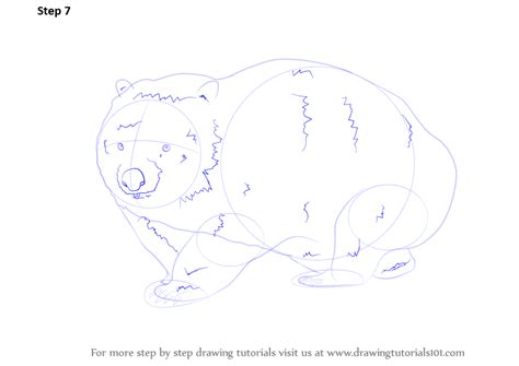 Step By Step How To Draw A Wombat