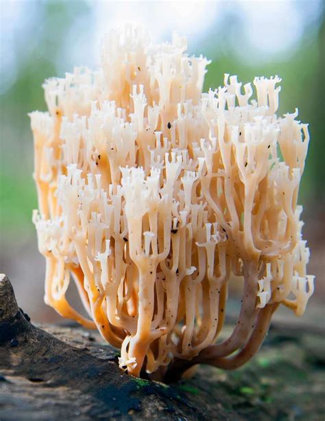 Strange Mushrooms Of Nw Ontario Mybackyard