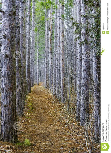 Straight Narrow Path Through The Woods Lined By Tall Thin