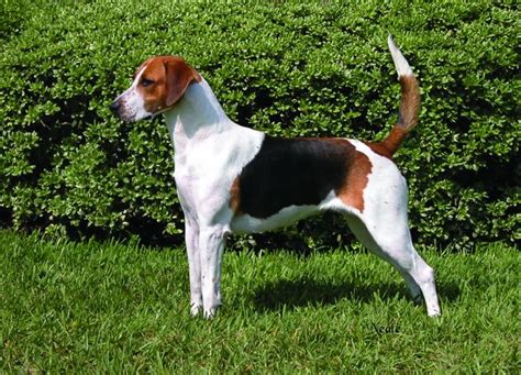 English Foxhound Dog Breed Profile Petfinder