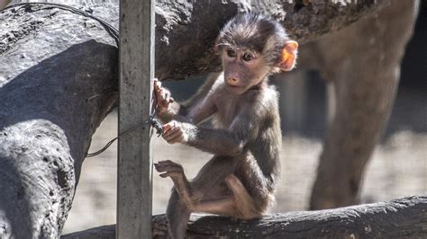 Darling Downs Zoo Has Welcomed A Baby Baboon To Their Ever Growing