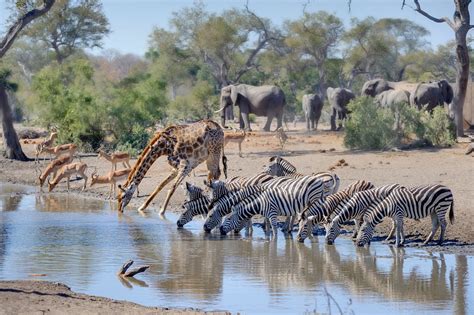 Waterhole: Africa’s Animal Oasis - Evangelische Omroep - EO