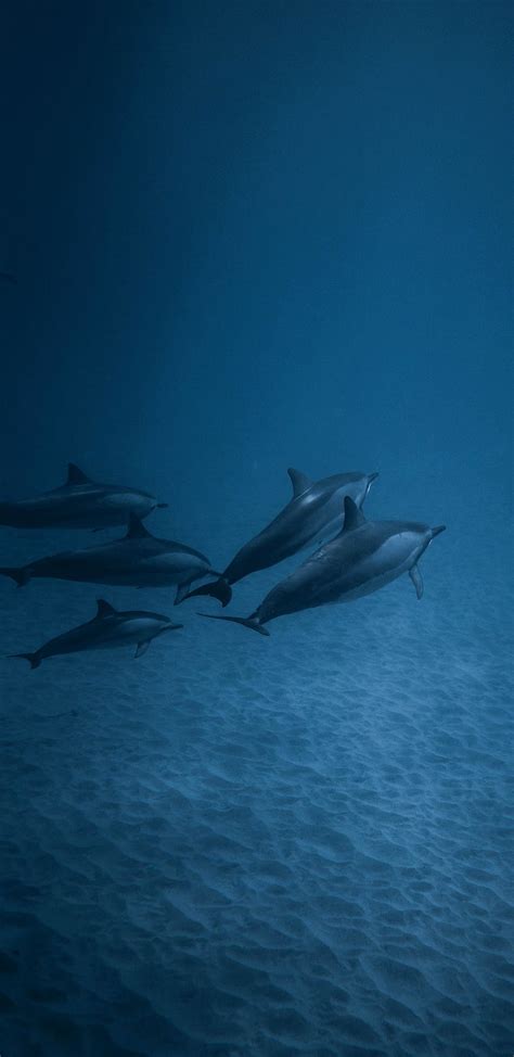 Dolphins Underwater Fish Samsung Galaxy S8 Samsung Galaxy S8 Plus