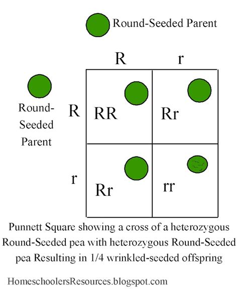 Biology q&a library draw a dihybrid punnett square between 2 individuals heterozygous for both traits. zHomeschooler's Resources: Apologia Biology, Module 8, Mendelian Genetics