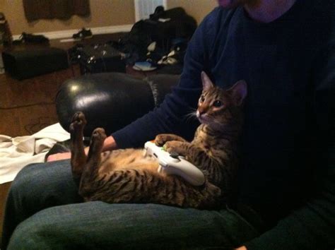 1440x2960 qhd 1440x2560 qhd 1080x1920 full hd 720x1280 hd. Gamer Cat - 1Funny.com