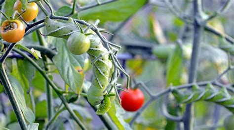 21 Tomato Pests How To Identify And Prevent Them