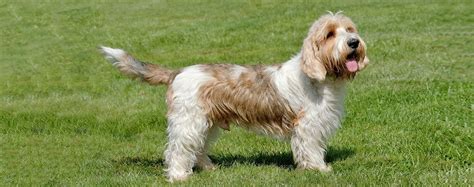 Petit Basset Griffon Vendeen | Dog Breed Facts and Information - Wag