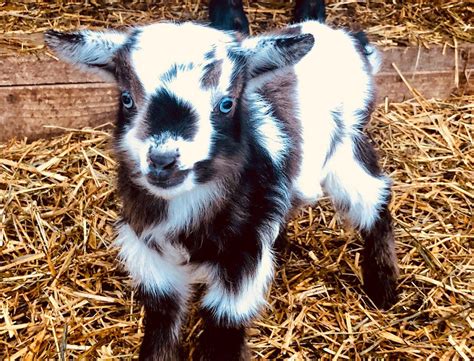 baby goat private zoom meetings offered   michigan