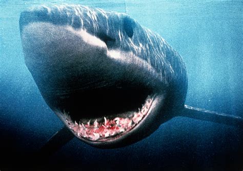 Megalodon Sightings When And Where Have The Giant Sharks Been Spotted