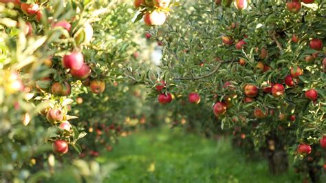 Tips For Starting An Orchard And Growing Fruit In 2023 Growing Magazine