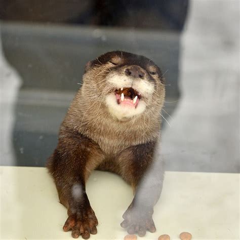 Hahaha Human You So Funny Otters Cute Otters Baby Sea Otters