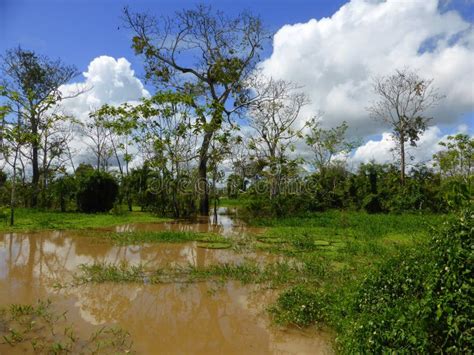 Rainforest Covered In Flood Water Stock Photo Image Of River Flooded