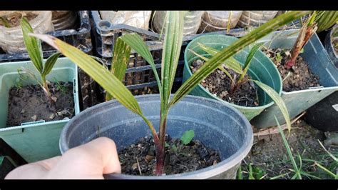 Grow Palm Tree From Seeds Youtube
