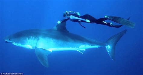 White Wolf Ocean Ramsey Shark Diver Swims With Great