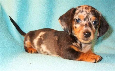 Puppyfinder.com is your source for finding an ideal puppy for sale near cleveland, ohio, usa area. Dachshund Puppies Cleveland Ohio | PETSIDI