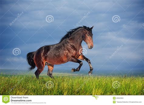 Beautiful Brown Horse Running Gallop Stock Image Image