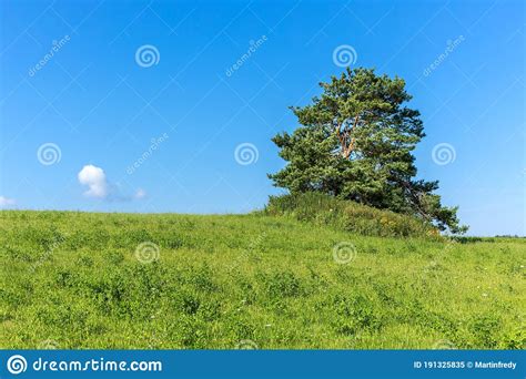 Lone Pine Tree On A Green Field Against Bright Blue Sky Summer Day
