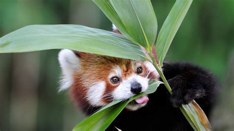 Top 109 Which Animals Eat Bamboo