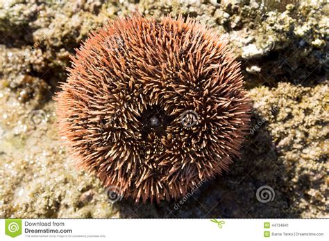 Sea Urchin Closeup Stock Image Image Of Round Tropical 44734941