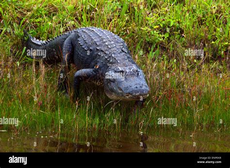 Alligator At Florida Swamp Stock Photo Alamy