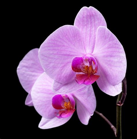 Bouquet Of Magenta Orchids Stock Image Image Of Blooming 195585121