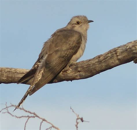 World Birding Gallery