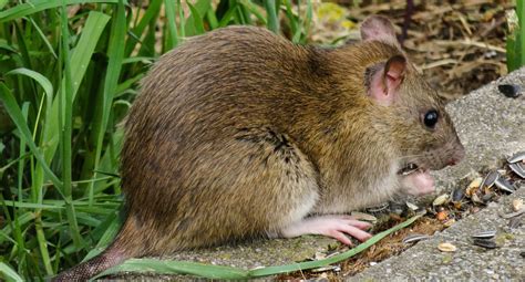 They replicate in the cytoplasm of host cells and are composed of a the main natural reservoir of hantaviruses is murid rodents (order rodentia; Landesgesundheitsamt erwartet für 2019 erhöhte Hantavirus ...