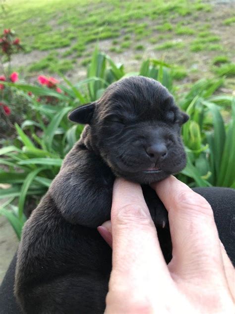 The silver lab's temperament isn't any different from that of other labrador retrievers. Silver Lab Retriever Puppies for Sale | Silver labrador ...