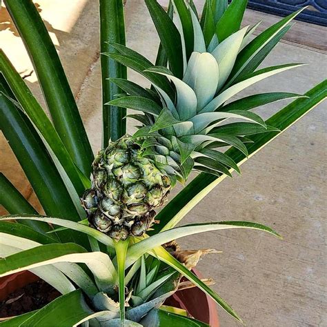 My Homegrown Pineapple Cant Wait To Try It 🤤 Rpineapple